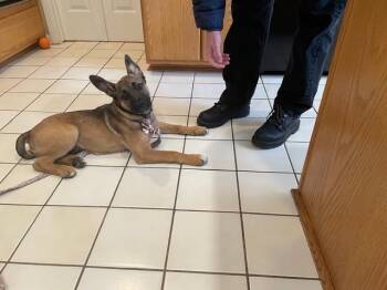 German Shepherd Dog and Belgian Shepherd Malinois Dogs Available for Adoption - Luna | PetCurious