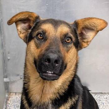 Shepherd Dogs Available for Adoption in Greenville, South Carolina - Poptart | PetCurious