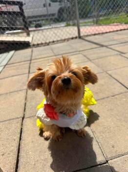 Olyvia -  Yorkshire Terrier Dog for Adoption in Lewistown, Pennsylvania - Olyvia | PetCurious