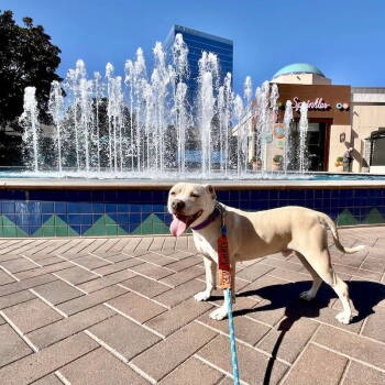 Rescue American Staffordshire Terrier Dogs for Adoption in San Juan Capistrano, California - Capone | PetCurious