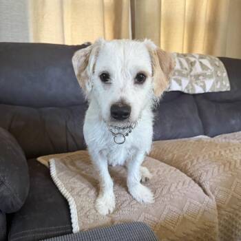Terrier and Mixed Breed Dogs Available for Adoption in Dixon, Illinois - Cricket | PetCurious