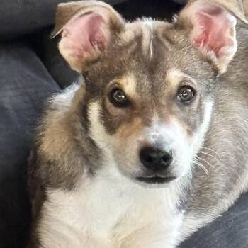 Shepherd Dogs Available for Adoption - Cobolt | PetCurious