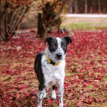 Rescue Cattle Dog and American Bulldog Dogs for Adoption in Brockton, Massachusetts - Harvey | PetCurious