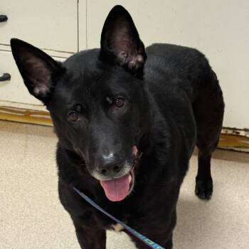 Rescue Shepherd and Black Labrador Retriever Dogs for Adoption in Evansville, Indiana - Rookie | PetCurious