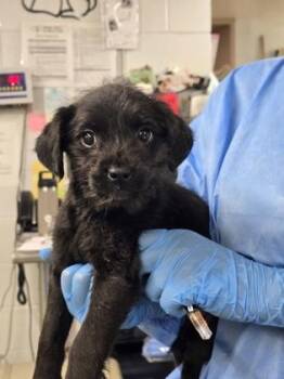 Terrier and Mixed Breed Dogs Available for Adoption - Pennant | PetCurious