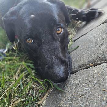 Jansen -  Black Labrador Retriever Dog for Adoption in Shiloh, Illinois - Jansen | PetCurious