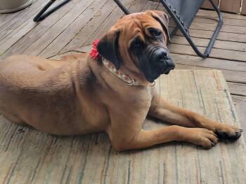 Bullmastiff Dogs Available for Adoption in Templeton, Massachusetts - Blossom - PA | PetCurious