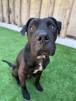 Rufus -  Boxer Dog for Adoption in Santa Monica, California - Rufus | PetCurious