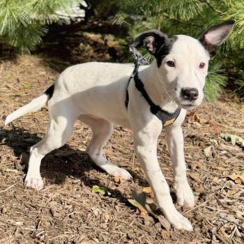 Clover -  Mixed Breed Dog for Adoption in East Hampton, New York - Clover | PetCurious