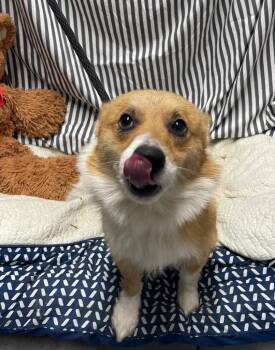 Corgi Dogs Available for Adoption in Fort Worth, Texas - Max | PetCurious