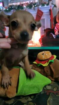 Rescue Chihuahua Dogs for Adoption in Puyallup, Washington - Bochi | PetCurious