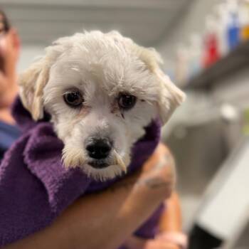 Maltese and Poodle Dogs Available for Adoption in Peyton, Colorado - Hero - Missouri MR26-41 | PetCurious