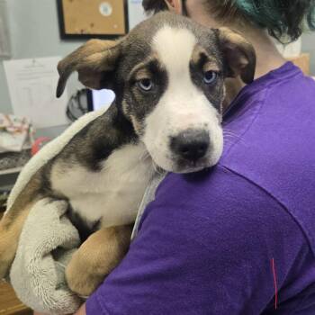 Thunder River -  English Bulldog and Husky Dog for Adoption in Columbia, Missouri - Thunder River | PetCurious
