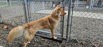 Golden Retriever and Husky Dogs Available for Adoption - Ginger | PetCurious