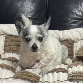 Little Bit -  Chihuahua Dog for Adoption in Berryton, Kansas - Little Bit | PetCurious