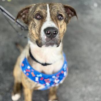 Plott Hound and Mountain Cur Dogs Available for Adoption - Coyote | PetCurious