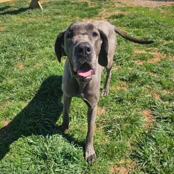 Great Dane Dogs Available for Adoption in Jefferson City, Tennessee - Thumbelina | PetCurious