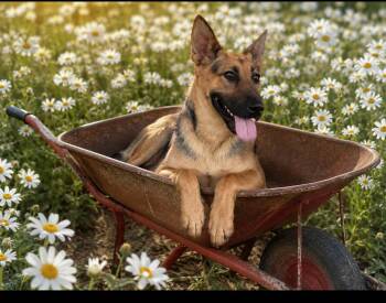 MONA -  German Shepherd Dog Dog for Adoption - MONA | PetCurious