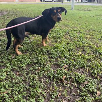Mario -  Dachshund Dog for Adoption in Louise, Texas - Mario | PetCurious