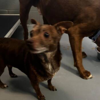 Mixed Breed Dogs Available for Adoption - Potatoe | PetCurious