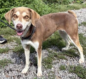 Carmen -  Labrador Retriever and Husky Dog for Adoption in Mckeesport, Pennsylvania - Carmen | PetCurious