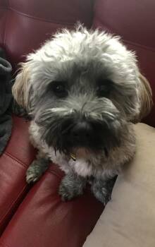 Havanese Dogs Available for Adoption - Jax In NC | PetCurious