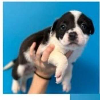 Hound Dogs Available for Adoption - Eleven | PetCurious