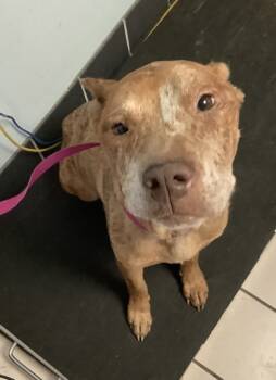 Rescue Mixed Breed Dogs for Adoption in Largo, Florida - Becky | PetCurious