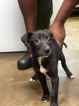 Bailey -  Mixed Breed Dog for Adoption in Douglasville, Georgia - Bailey | PetCurious