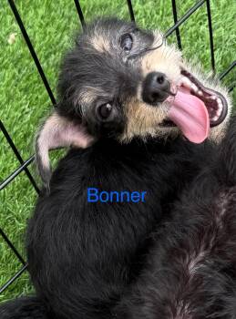 Rescue Chihuahua and Terrier Dogs for Adoption in Albuquerque, New Mexico - Bonner | PetCurious