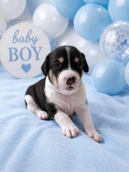 Maloo -  Beagle and Dachshund Dog for Adoption in VERNON ROCKVL, Connecticut - Maloo | PetCurious