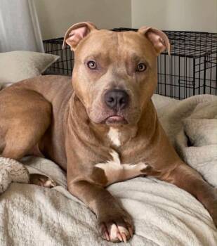 Mac -  Pit Bull Terrier Dog for Adoption in Germantown, Ohio - Mac | PetCurious