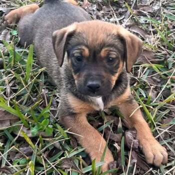 Labrador Retriever Dogs Available for Adoption - Indy | PetCurious