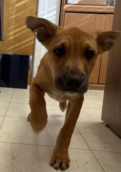 Rescue German Shepherd Dog and Mixed Breed Dogs for Adoption in Brewster, Massachusetts - VIRGEL | PetCurious