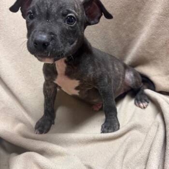 Rescue Mixed Breed Dogs for Adoption in Fredericksburg, Virginia - Cakepop Shop *Available October 24th* | PetCurious