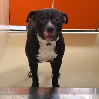 Pit Bull Terrier Dogs Available for Adoption in Philadelphia, Pennsylvania - Leopaw | PetCurious