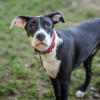 Biscuit -  Labrador Retriever and Staffordshire Bull Terrier Dog for Adoption in Pawling, New York - Biscuit | PetCurious