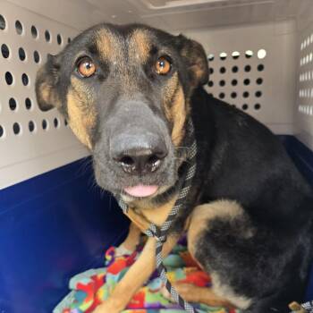 Freya -  German Shepherd Dog and Mixed Breed Dog for Adoption in Bristol, Indiana - Freya | PetCurious