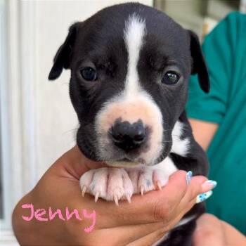 Jenny -  American Staffordshire Terrier and Staffordshire Bull Terrier Dog for Adoption in Tampa, Florida - Jenny | PetCurious