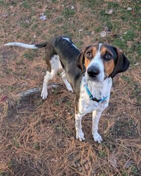 Rescue Hound Dogs for Adoption in Washington, Pennsylvania - Jolly Rancher | PetCurious