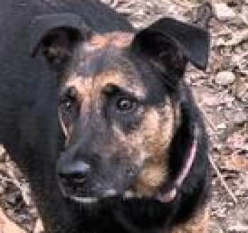 Klondi -  Labrador Retriever and Shepherd Dog for Adoption in Paris, Kentucky - Klondi | PetCurious