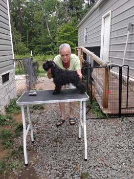 James -  Miniature Schnauzer Dog for Sale in New Canton, Virginia - James | PetCurious
