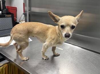 MADISON -  Chihuahua Dog for Adoption in Antioch, California - MADISON | PetCurious