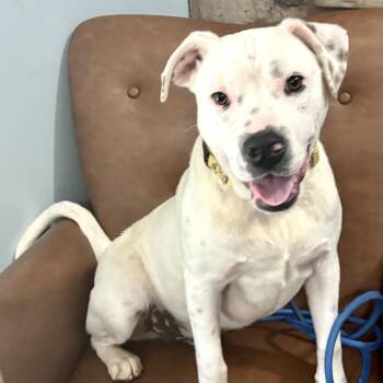 Labrador Retriever and American Bulldog Dogs Available for Adoption - Meshach  | PetCurious