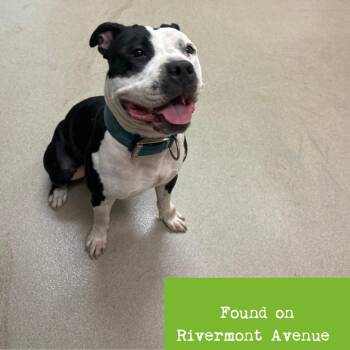 Pit Bull Terrier Dogs Available for Adoption in Roanoke, Virginia - Shania | PetCurious