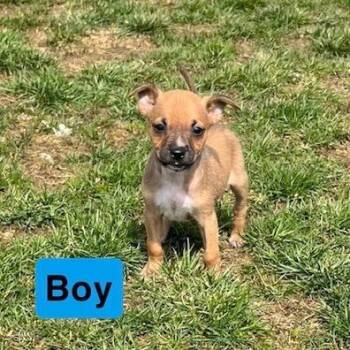 Mixed Breed Dogs Available for Adoption in Kittanning, Pennsylvania - Burdette 3 | PetCurious