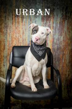 Mixed Breed Dogs Available for Adoption in North Myrtle Beach, South Carolina - Urban | PetCurious