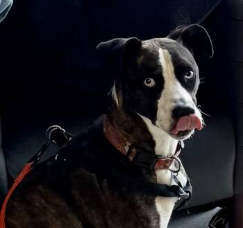 Terrier and American Staffordshire Terrier Dogs Available for Adoption in Olathe, Kansas - FIONA | PetCurious
