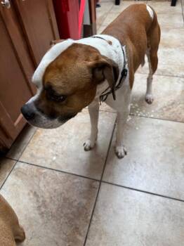 Herb -  Mixed Breed Dog for Adoption in Cincinnati, Ohio - Herb | PetCurious