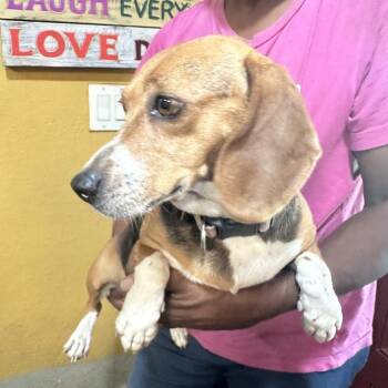 Angie - Local Sept 11-13 -  Beagle Dog for Adoption in Brookshire, Texas - Angie - Local Sept 11-13 | PetCurious